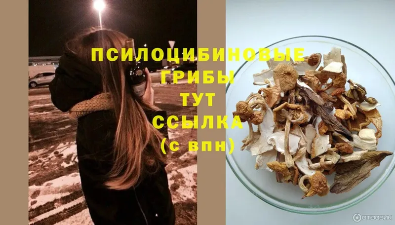 Галлюциногенные грибы Psilocybine cubensis  где купить наркоту  мега ССЫЛКА  Гаврилов Посад 